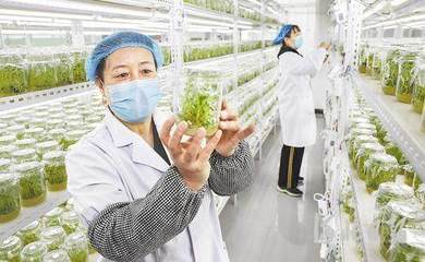 影像河北丨萬象“耕”新不負春 水果種植