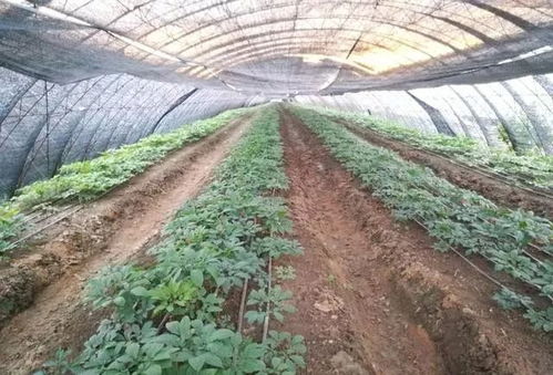 智慧型農(nóng)業(yè)技術(shù)發(fā)展方向與農(nóng)業(yè)技術(shù)開發(fā)前景